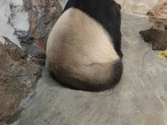-海南热带野生动植物园