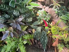 -东莞植物园