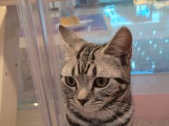 -爪爪喵星球·猫舍(前海卓越店)