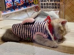 -屋虎猫馆(宝安大仟里店)