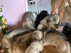 -Husky Go! 哈士奇体验馆·宠物咖啡厅狗咖