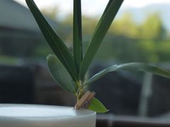 -时光吧·大堂吧·丽江和府洲际度假酒店