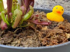 -SLOWOOD 咖啡餐食