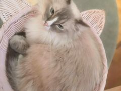 -滚猫咖啡·猫咖·猫友好撸猫(未来城店)