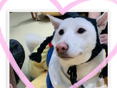 -逗柴咖啡屋·狗咖猫咖宠物桌游