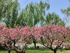 -莲花池公园