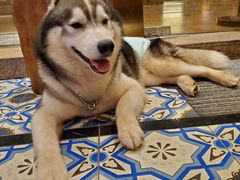 -more than meow吴止猫主题餐厅(承德 中船汇店)