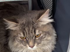 -佳雯宠物医院·皮肤科·内外科(春晓路分院)