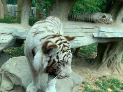 -北京野生动物园