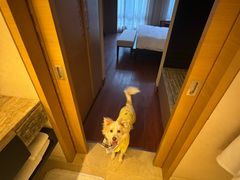 -上海崇明金茂凯悦酒店