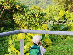 -银湖山郊野公园-相思林