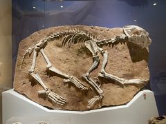 -国家自然博物馆