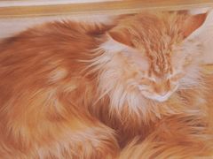 -猫腻·猫咖·撸猫馆(星光大道店)