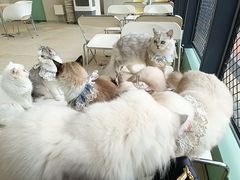 -怪兽屋·羊驼·猫咖·狗咖(俊华广场店)