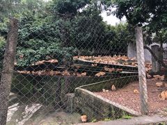 -满記土窑烧鷄波浪山莊
