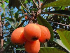 -塘栖枇杷特色园区