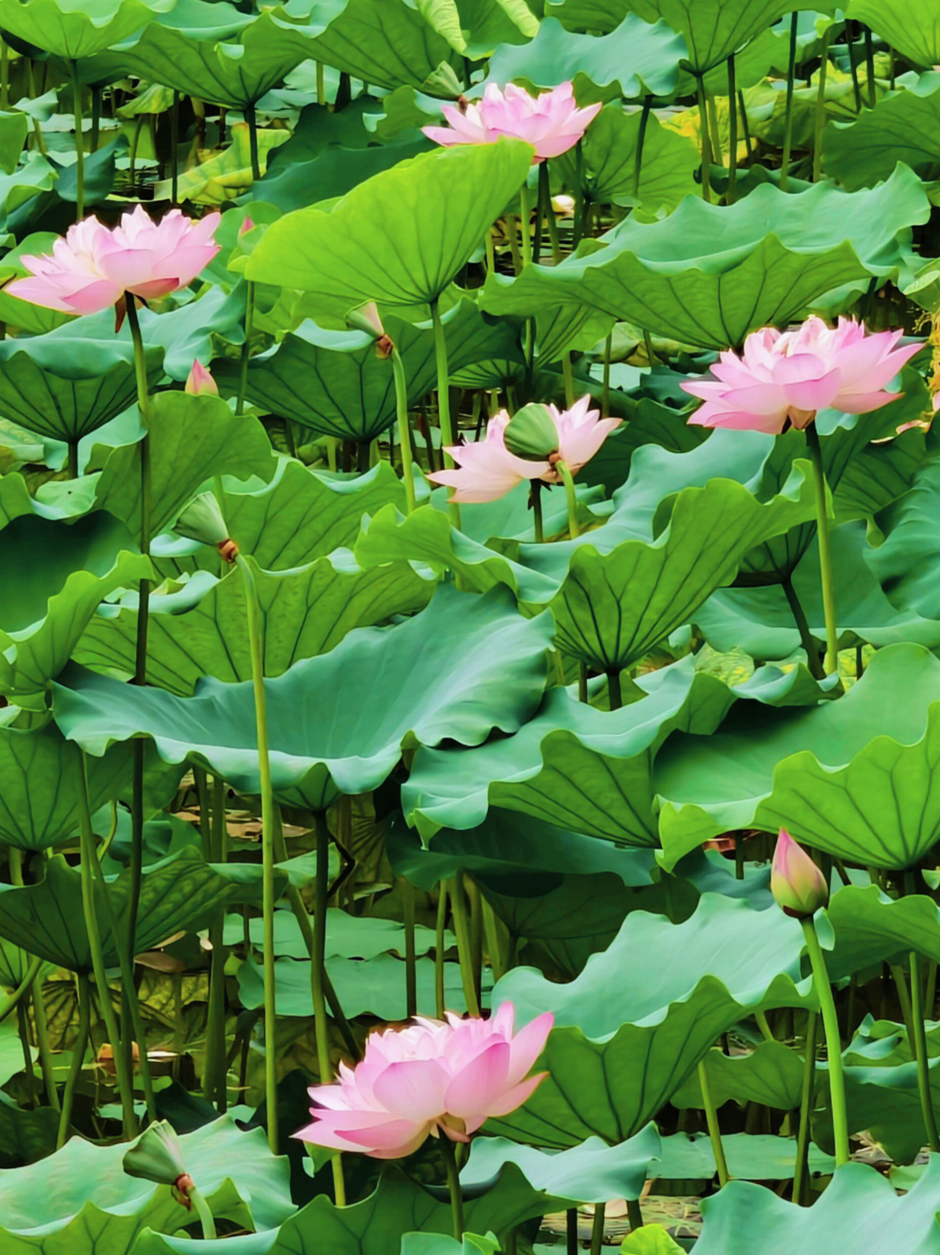 广州烈士陵园荷花盛开❗️古风氛围感拉满🪷