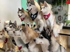 -Husky Go! 哈士奇体验馆·宠物咖啡厅狗咖