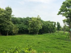 -盘龙城国家考古遗址公园