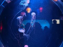 -太平洋海底世界