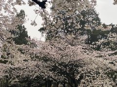 -武汉大学-樱园