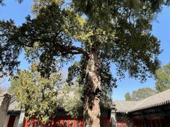 -大觉寺-停车场