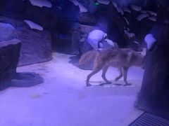 -上海海昌海洋公园-冰山北极馆
