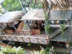 -Rainforest
