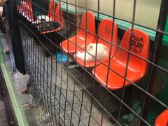 -猫咪博物馆(顶澳仔猫街店)