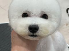 -BABYDOG宝贝狗宠物乐园(欧洲城店)
