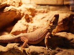 -大连老虎滩海洋公园