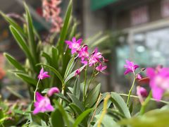 -曲阳花鸟市场(曲阳路店)