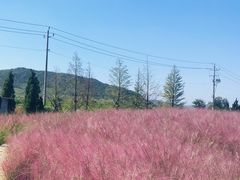 -羊亭河湿地公园