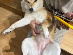 -是阿柴呀！柴犬咖啡·爱喵喵猫咖