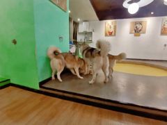 -Husky Go! 哈士奇体验馆·宠物咖啡厅狗咖