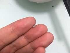 -庆丰包子铺(百旺店)