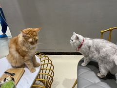 -藏猫猫咖啡主题馆(中央大道店)