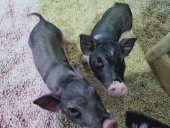 -酷嗒动物文化乐园(cutezoo西溪乐天城店)