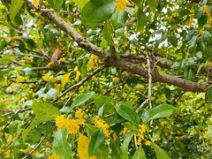 -西区老大房(愚园路店)