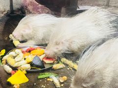 -清迈夜间动物园