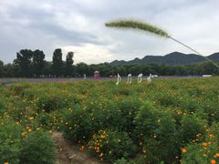 景点-北京东方普罗旺斯薰衣草庄园