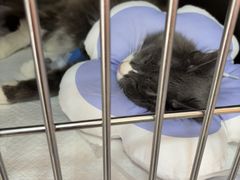 -瑞派福兴宠物医院犬猫全科·骨科·中西医结合(河东店)