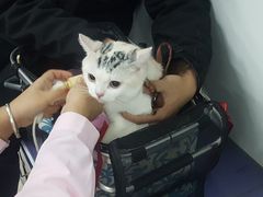-北京观赏动物医院·24小时大型综合·猫专科·异宠专科