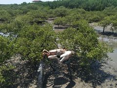 -北海金海湾红树林生态旅游区