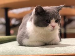 -CAT’S MEWSTAR CAFE·喵星球猫屋(晴湾咖啡店)