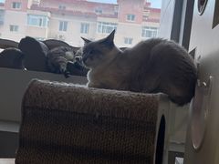 -Cappucimeow猫咪咖啡馆(韦伯时代店)