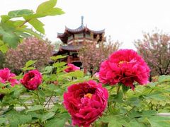 -洛阳市隋唐城遗址植物园