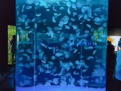 -江和美海洋公园
