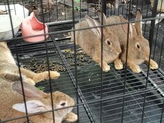 -马陆小张葡萄园农家乐