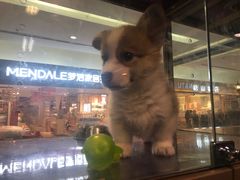 -乐宠宠物店(世纪金源店)